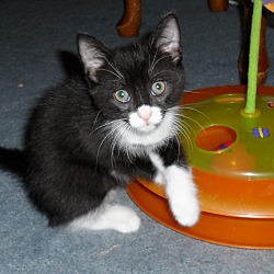 Thumbnail photo of scamper kitten #1