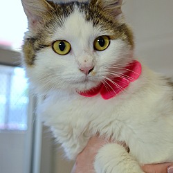 Thumbnail photo of MOPSY - FOUND WITH PINK COLLAR #3
