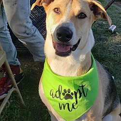 No Dog Left Behind in Brooklyn Center, Minnesota