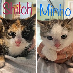 Photo of Shilo & Minho-2 sweet calicos