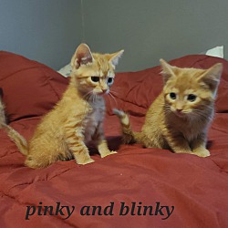 Thumbnail photo of Blinky #2