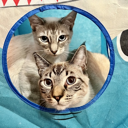 Photo of Merry and Anderson (Bonded Pair)