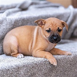 Thumbnail photo of Didi Pup - Mensa - Adopted! #2
