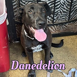 Photo of Danedelion