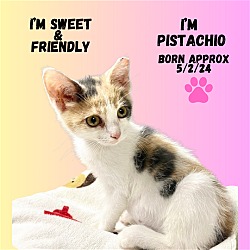 Photo of CAT-PISTASHIO