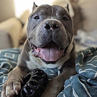 adopt a pet