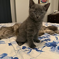 adopt a pet