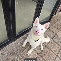 adopt-pet
