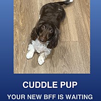 adopt a pet