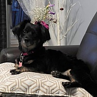 adopt-pet