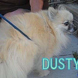 Thumbnail photo of Dusty #3
