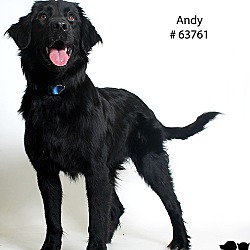 Thumbnail photo of Andy  (Foster Care) #1