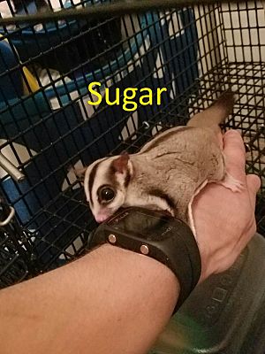 kedai sugar glider