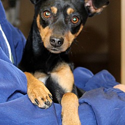 Thumbnail photo of Abigail~adopted! #1