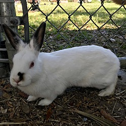 Photo of Rabbits (M&F)