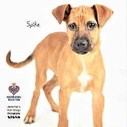 Thumbnail photo of Spike #3