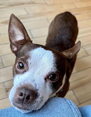 can a australian cattle dog and a rat terrier be friends