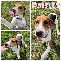 Photo of Paisley