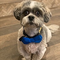 adopt-pet