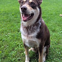 adopt a pet