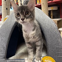 adopt a pet