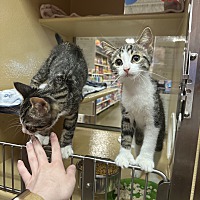 adopt-pet