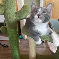 adopt a pet