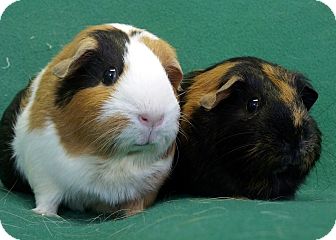 Lewisville Tx Guinea Pig Meet Muffin And Danish A Pet For