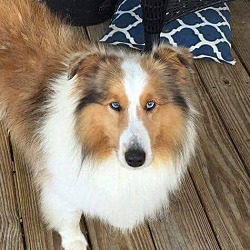 Blue shop eyed sheltie