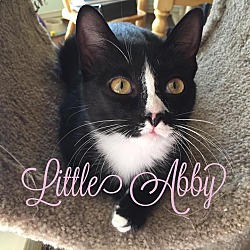 Thumbnail photo of Little Abby #3