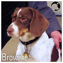 Thumbnail photo of Brownie #1