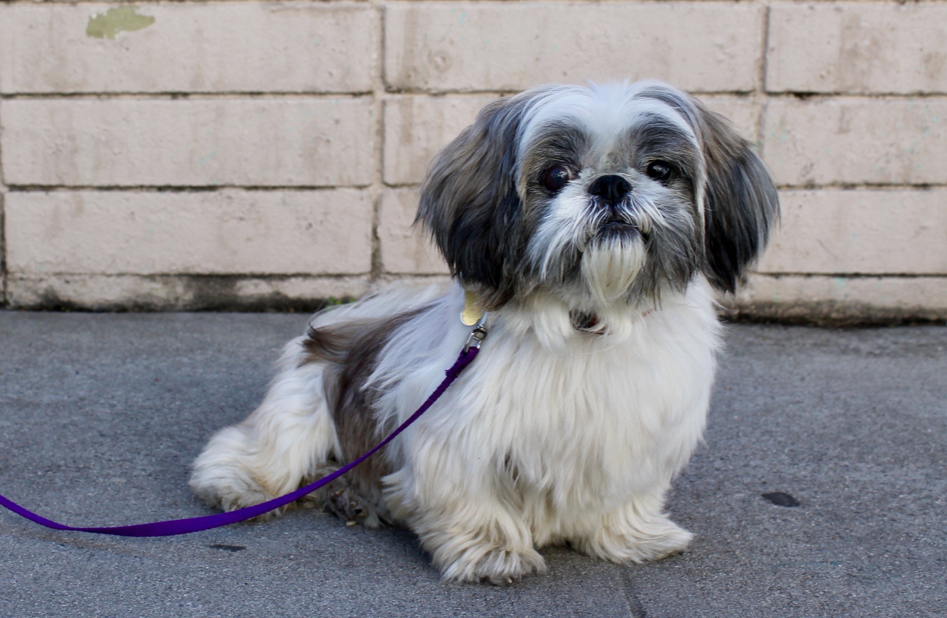 California Shih Tzu 04 - lvt3687
