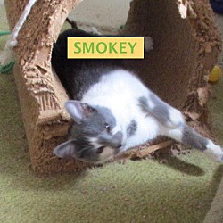 Thumbnail photo of Smokey-adopted 1-26-19 #2
