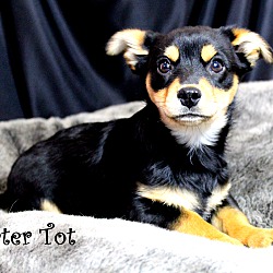 Thumbnail photo of Tater Tot~adopted! #2