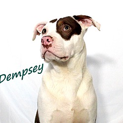 Thumbnail photo of Dempsey~adopted! #1