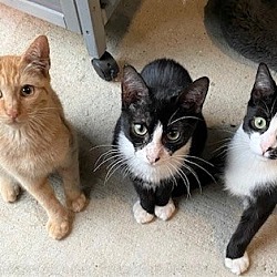 Thumbnail photo of Kitty Trio #1