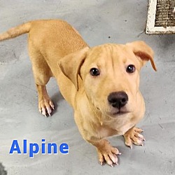 Photo of Alpine