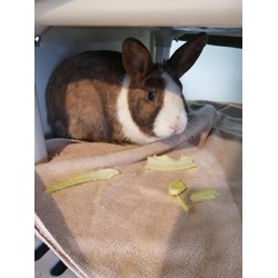Photo of THUMPER