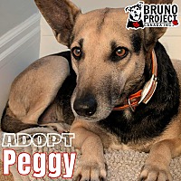 adopt-pet