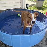 adopt a pet