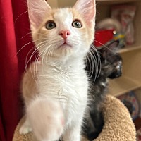 adopt-pet
