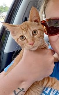 Adopt A Pet Petsmart Charities