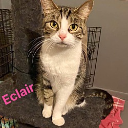 Photo of Eclair