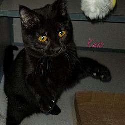 Photo of Kaze