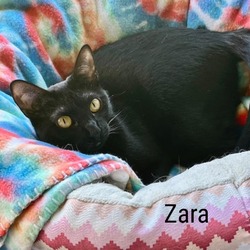 Thumbnail photo of Zara #1