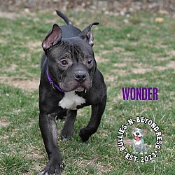 Thumbnail photo of Wonder #2