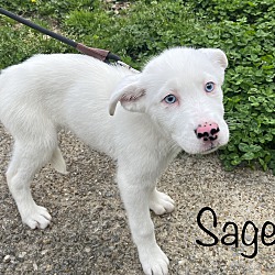 Thumbnail photo of Sage~adopted! #2