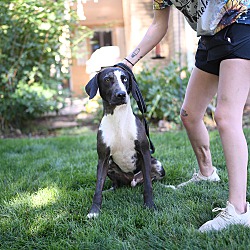 Thumbnail photo of Rooster - purebred Catahoula #3