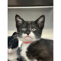 adopt-pet