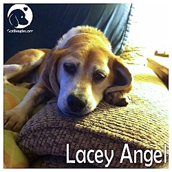 Thumbnail photo of Lacey Angel #1